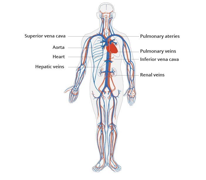 The Cardiovascular System Illustration of the human cardiovascular system