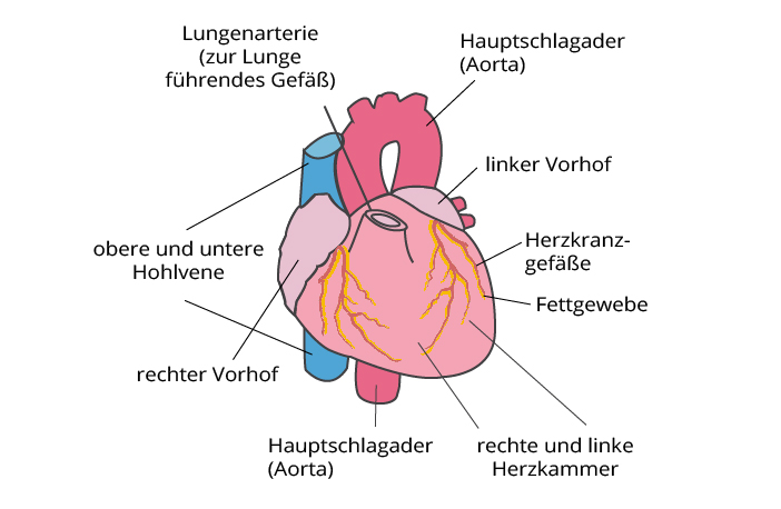 Aufbau des Herzens Schematische Darstellung des Herzens