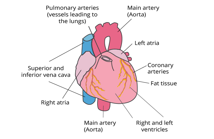Structure of the heart Diagram of the heart