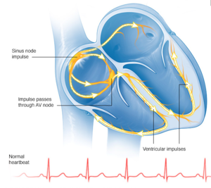 The path of electrical impulses through the heart Diagram of the path of electrical impulses through the heart